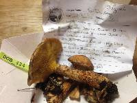 Suillus pictus image