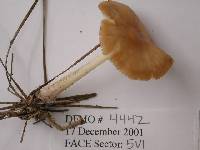 Rhodocollybia lentinoides image