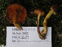 Cortinarius cinnamomeoluteus image