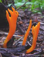 Calocera viscosa image