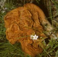 Gyromitra brunnea image