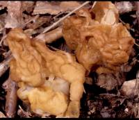 Gyromitra korfii image