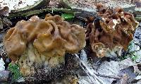 Gyromitra korfii image