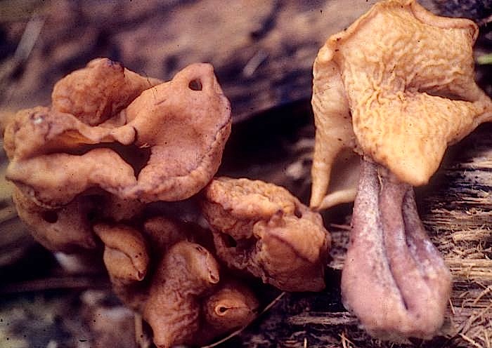 Gyromitra infula image