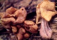 Image of Gyromitra infula