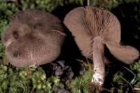 Entoloma violaceum image