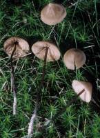 Entoloma conicum image