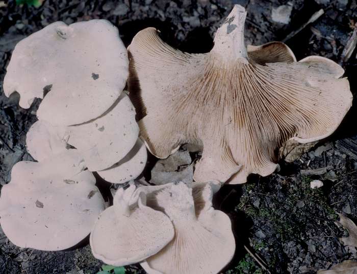 Entolomataceae image