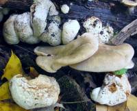 Entoloma abortivum image