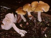 Entoloma bicolor image