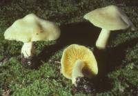 Entoloma luridum image