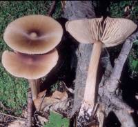 Entoloma strictius image