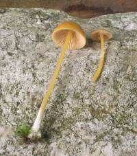 Entoloma unicolor image