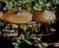 Entoloma vernum image