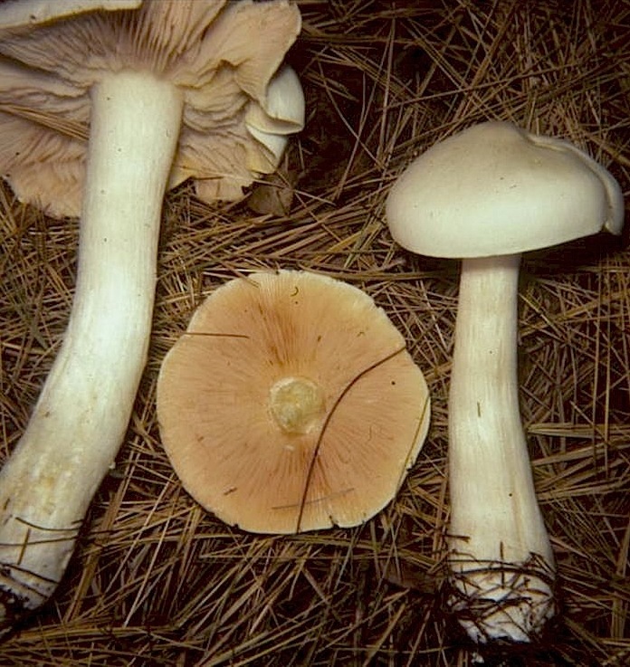 Entoloma grande image