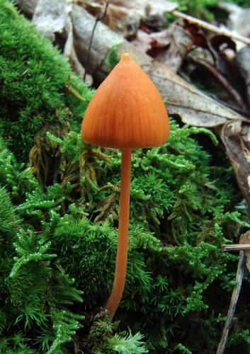 Entoloma image