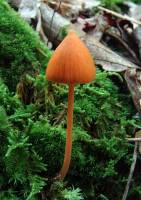 Image of Entoloma salmoneum