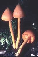 Entoloma salmoneum image