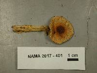 Lepiota clypeolaria image