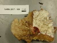 Hypomyces ochraceus image