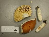 Russula fulvescens image