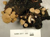 Asterophora lycoperdoides image