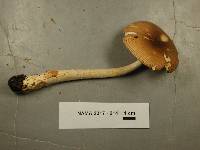 Amanita amerifulva image