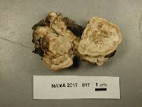 Trametes hirsuta image