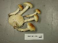 Hygrophorus tennesseensis image