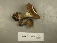 Ampulloclitocybe clavipes image