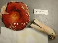 Russula paludosa image