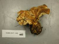 Tapinella atrotomentosa image