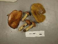 Suillus acidus image