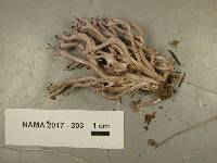 Clavaria zollingeri image