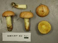 Suillus albidipes image