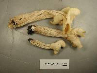 Helvella crispa image