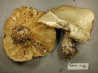 Clitocybe robusta image