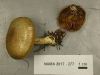 Cortinarius scaurus image