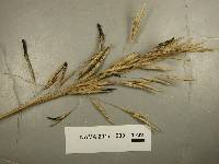 Claviceps purpurea image