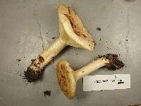 Lactarius affinis image