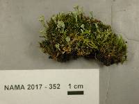 Cladonia fimbriata image