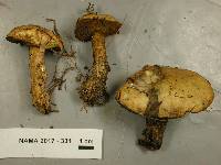 Suillus punctipes image