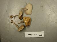 Helvella macropus image