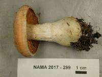 Cortinarius laniger image