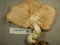 Entoloma sericeum image