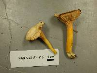 Cantharellus ignicolor image