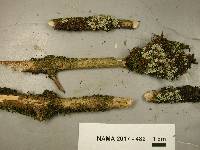 Phaeophyscia rubropulchra image