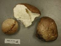 Calvatia craniiformis image