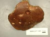 Imleria badia image