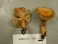 Hygrocybe psittacina var. perplexa image